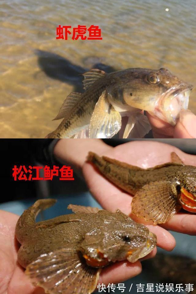 华鳈|九成钓友都会把这几种鱼认错,和牢底坐穿鱼搞混就麻烦了
