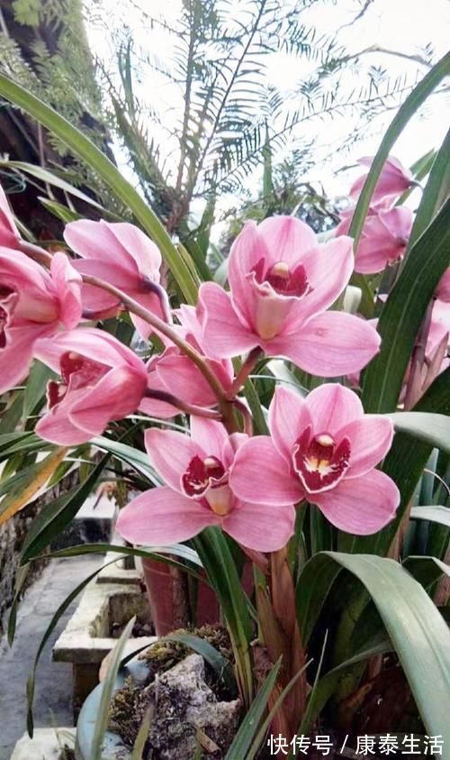 兰花长的慢不开花?这是休眠期,做好这几步,秋天一到花苞冒不停
