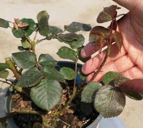 一米高的月季笋芽,现在该不该剪,不同阶段处理方式大不同