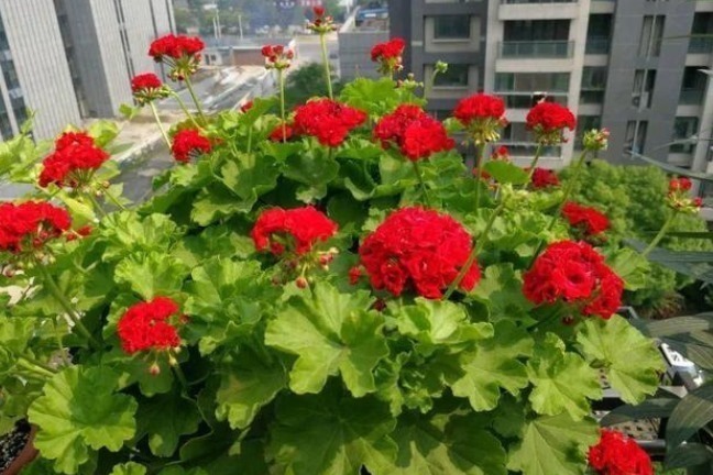 天竺葵|蚊子最讨厌4种“花”,家里养上一盆,蚊子不敢进门!你家有吗