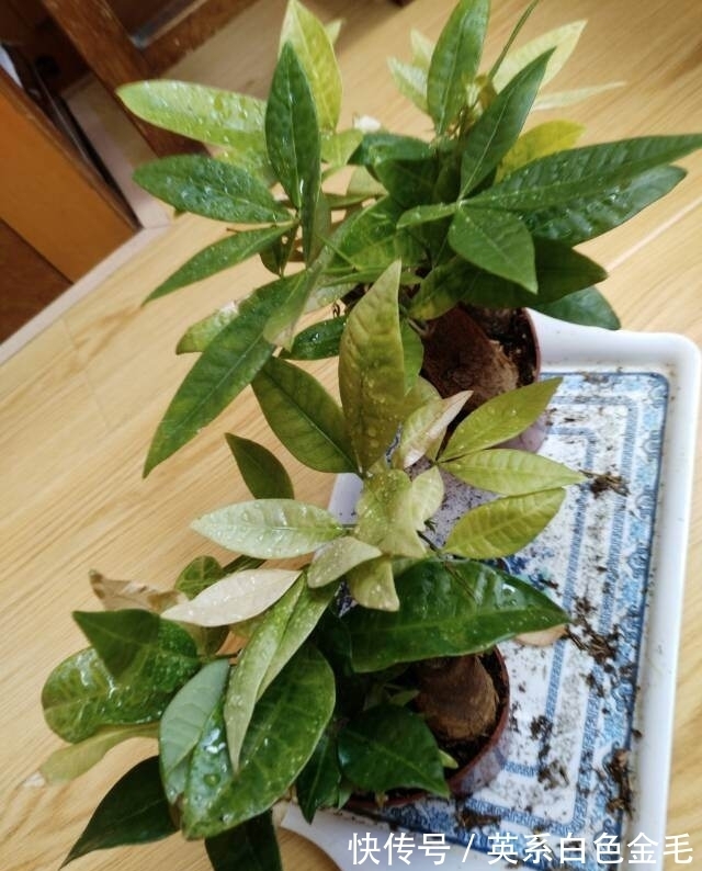 3种花就得用小盆“挤着养”,盆小水少,反而长得旺盛