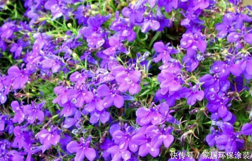 4种旺运花,吉祥添富贵,花朵迷人,阵阵花香,花朵大!