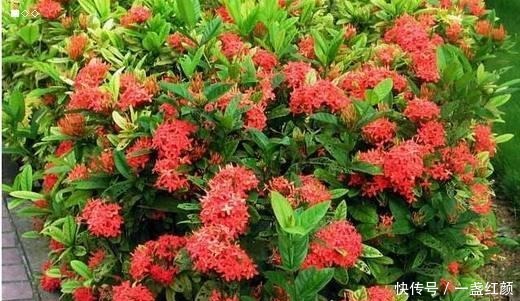 回家|看一眼就想买回家的花, 好看又好养, 看看它们都是谁!