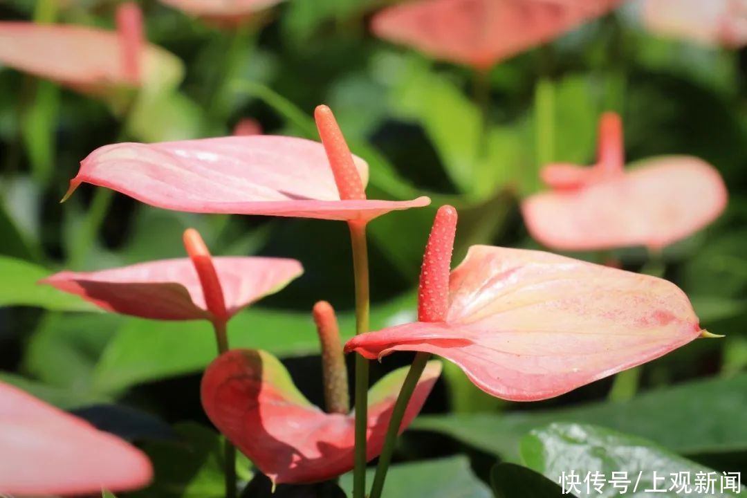 崇明|赏花正当时！花博南园姹紫嫣红，花色纷呈