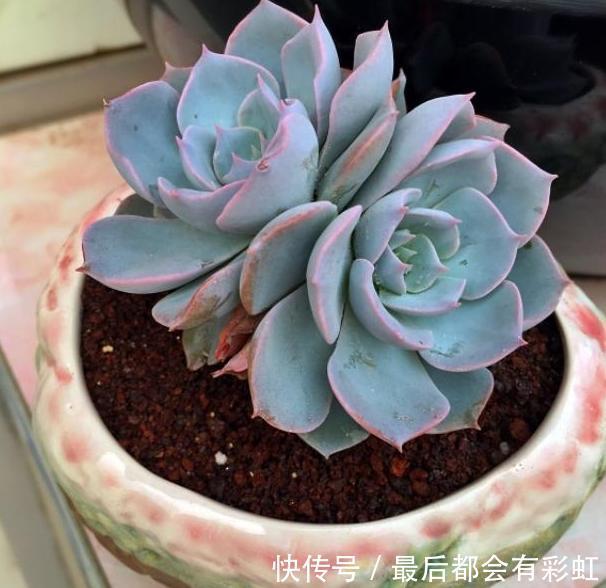 多肉植物秋天如何出状态、不徒长,做好4点,叶片越长越艳