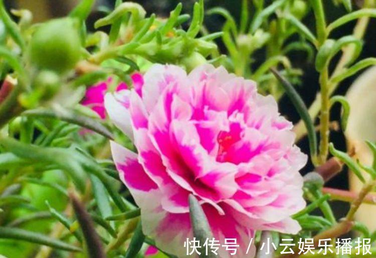 养花就养4种花，家里养一盆，开花漂亮花期长，谁养谁爱