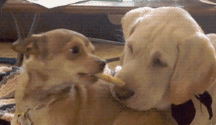 |搞笑动图:我就含在嘴里不吃,逗你玩!