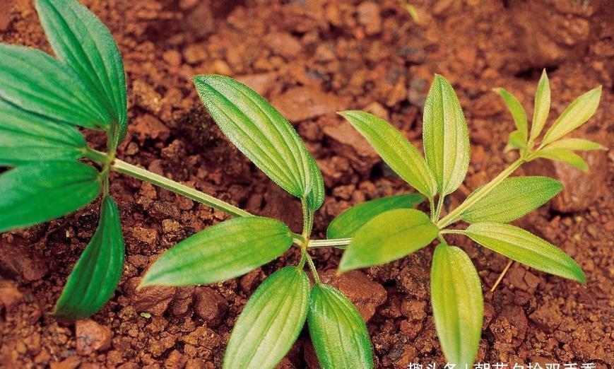 茜草|农村一种叫茜草的野草，农家人常用其根部炖汤喝，营养很丰富