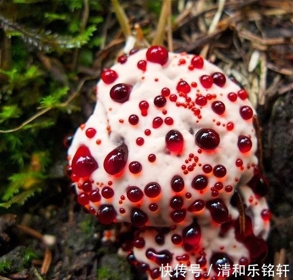 植物界奇葩TOP20，眼界又被刷新了！