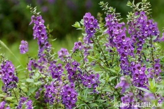 甜蜜马车|新手养花,不如养盆花中精品“甜蜜马车”,花团锦簇,生机盎然