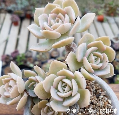 养多肉植物,掌握5个基本要点,顺利长满盆,实用又有效!