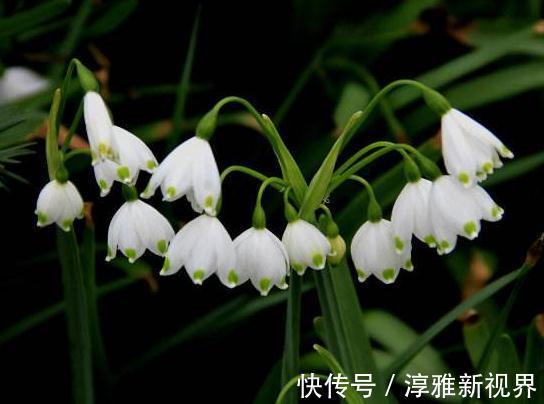 大红花|室内“3种花”一碰水就狂长,天天放厕所,日日都赏“大红花”