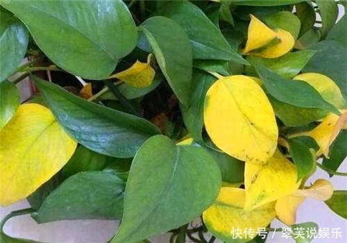 绿萝也要补营养，浇水的时候加一点，叶子不黄有精神！