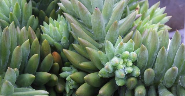 夏季|多肉里的普货也能养出好状态,以下普货多肉,好养易出状态