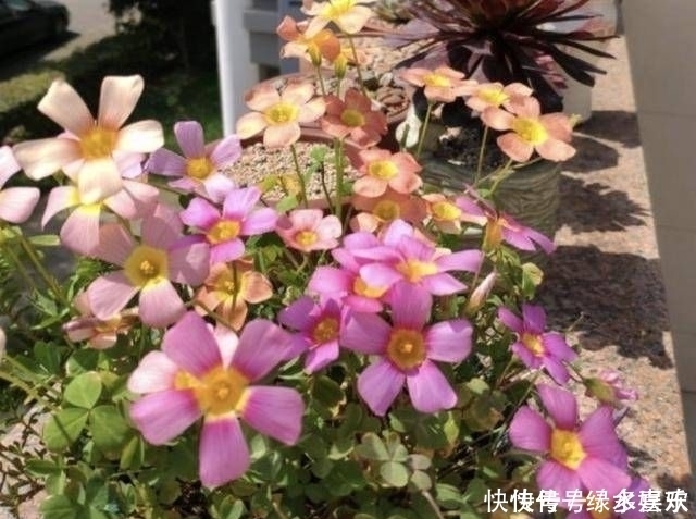 1种野草被称为“酸咪咪”,不仅能开花,还有“萝卜根”,珍贵!