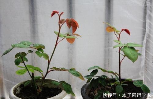 养分|月季花开花越来越少?教你这样做,新芽笋芽一起长,秋天花量翻倍