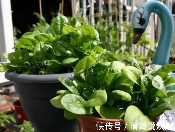 菠菜|3种可以随意种植的盆栽蔬菜,好养还爆盆,新鲜蔬菜随手来!