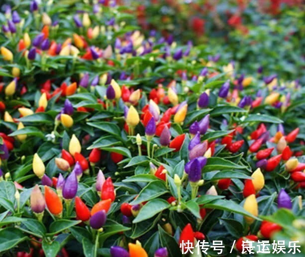 家养|一种辣椒,适合家养盆栽,一棵结果300个,果子压断枝,吃不完