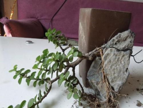 客厅|张大爷不喜欢绿萝,家里就养“它”,摆客厅显得“高档”,值钱