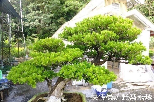 种树|什么长寿花、富贵竹都不如养这“4种树”,寓意吉祥,越养越值钱!