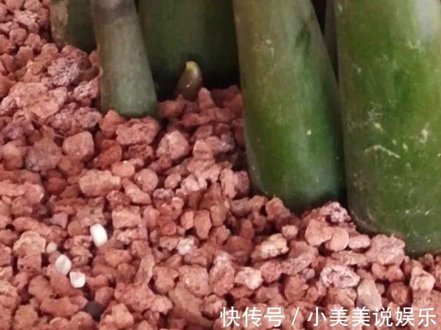 给这花换盆，土里扒出30个崽，根本不用扦插！