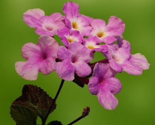 此“香水花”,花开成球,香气诱人胜茉莉,比菊花好养,全年开花