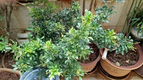  不用|阴雨天，这4样花不用急着往家搬，淋淋雨，开花反而更娇艳