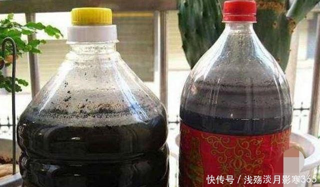 杜鹃、栀子、茶花,南花北养爱黄叶,三种“酸水”能改善