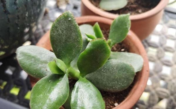 只要一片叶子就能插活的花,有3种,繁殖了一盆又一盆
