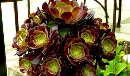 【多肉盛宴】你还傻傻的分不清法师品种吗百合莉莉属于法师