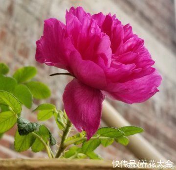 平阴|老中医爱养的4种花，堪称植物“百宝箱”，养人养身心