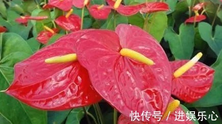 三角梅|细数花期超长的六种花卉,养护好就比“往年”开花多得多,美醉了