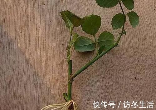天冷扦插花草，技术再娴熟也没用，只有做到这些才能早生根发芽