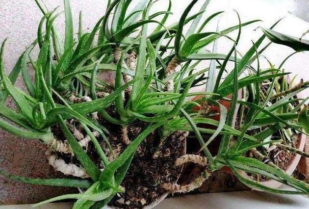 邻居王奶奶是个“芦荟迷”，养成芦荟“老桩”，枝干像胳膊粗