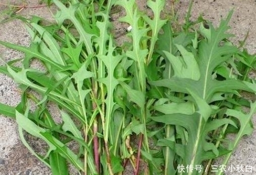 荠菜|若是在房屋后见到此野草，采摘回家备用，价值珍贵，一斤18元