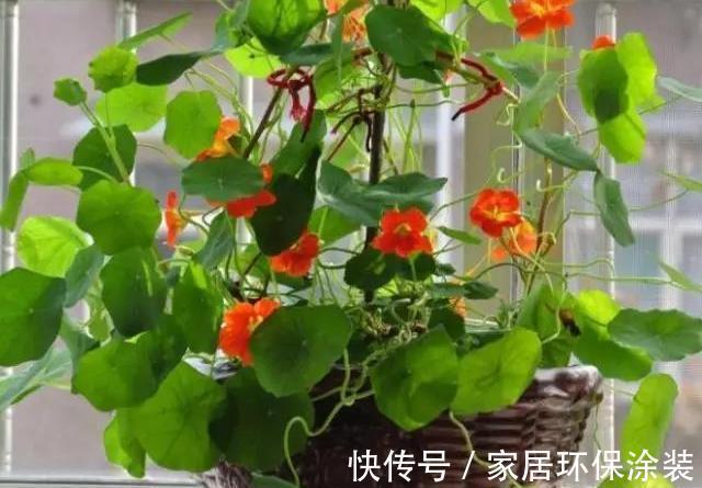 空间|家里这些花卉吊起来养,既增加了观赏价值,又节省了养殖空间