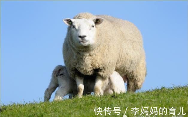 福泽|肖羊人名字中若带有这些“字”，必定一生福泽深厚，富贵有余！