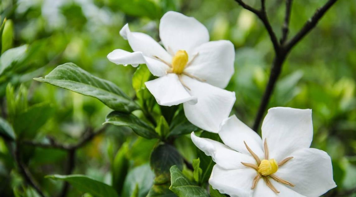 液态肥|栀子花不开花？做好几件事，满盆都是小白花
