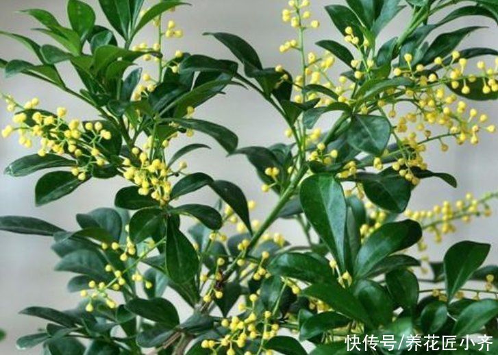  春季来临前，给米兰“理理发”，做好“3补”，持续开花一整年