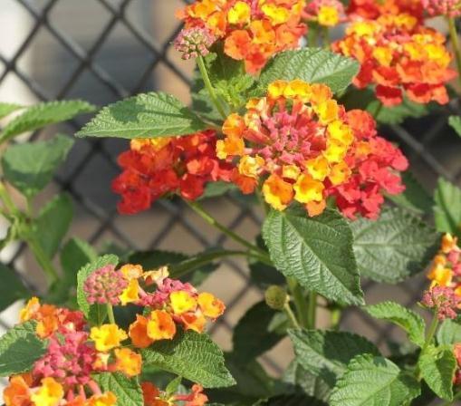 4种“多色花”养阳台，一盆比一盆颜色多，花开了就是100朵