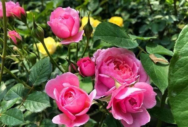 阳台养月季不会挑?养这5种,花期长花量大,邻居都羡慕