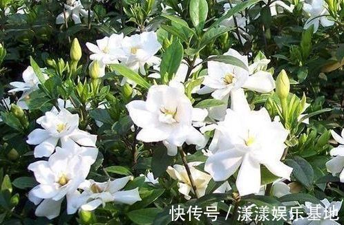 绣球|4种花好养易活，旺财又养人，好养漂亮，一开就是300多天