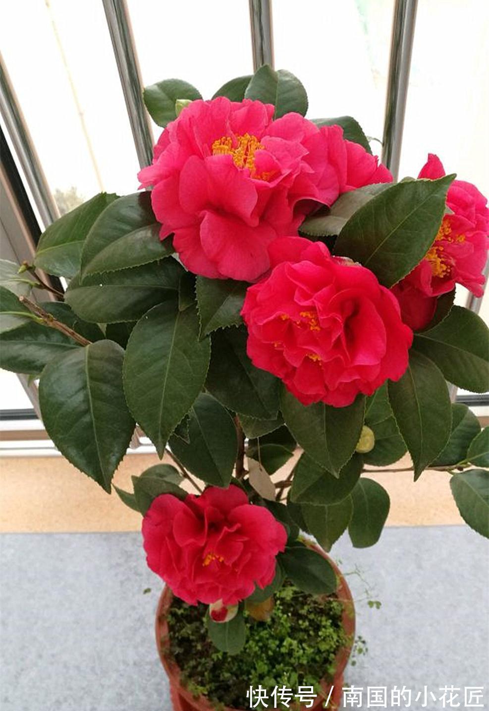 别养月季了,此花美若牡丹,花型大如脸盆,花期长达小半年