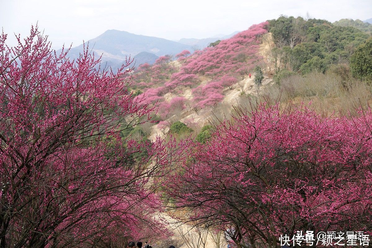 宁波第一免费赏梅地，梅开成海，春节打卡地