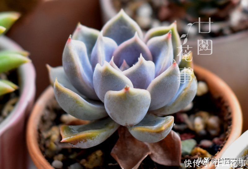 好心|多肉上盆后，新手喜欢拔苗助长，以为是“好心”，结果肉肉没服盆