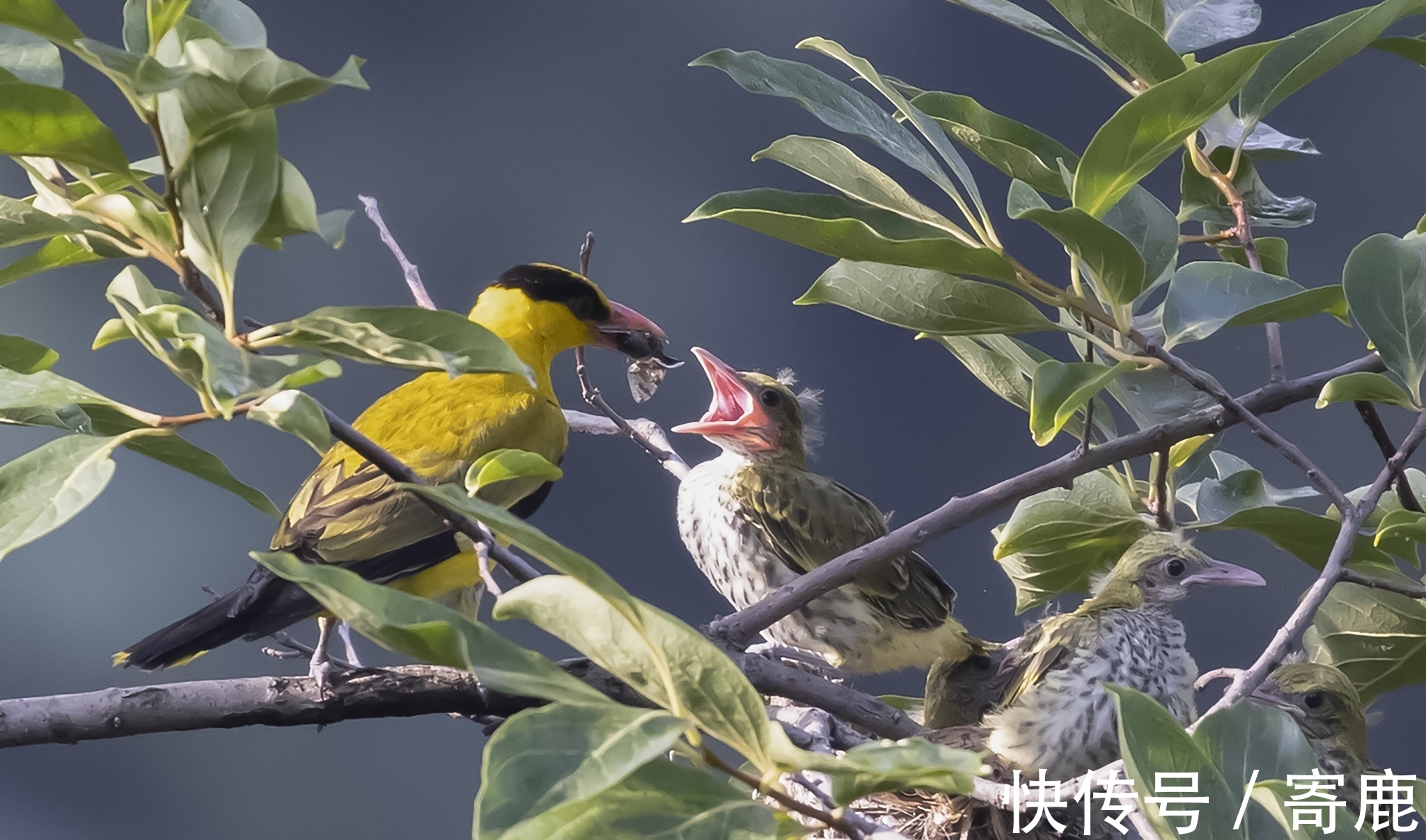 雪月@李商隐两首雪诗品读,寒冷里的悲怀和牵挂
