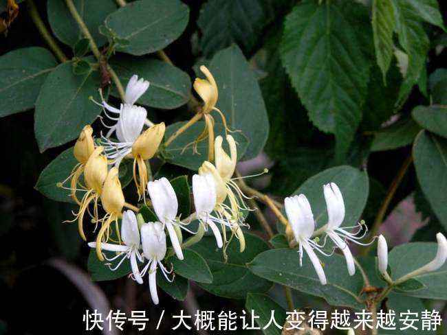 风寒感染|常吃蒲公英好处多,但和此物一起吃,可能是没病找病