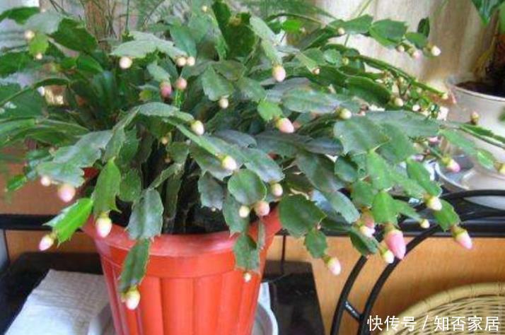 蟹爪兰2次开花数量少?花后5步不能少,做好轻松开爆盆!