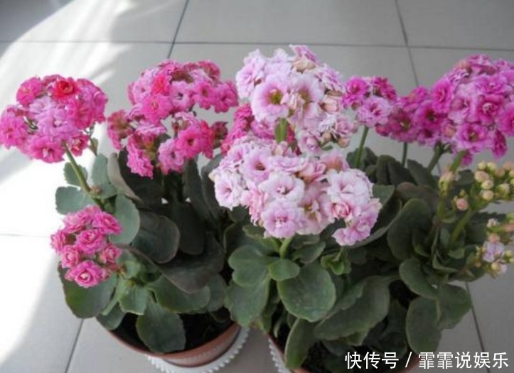 家中常养5种花“不用买”掐个枝条插土里就能活,7天就生根!