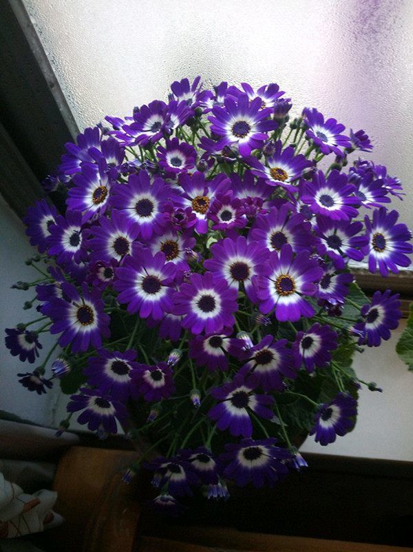 绿萝看腻了，不妨试试养这些花朵，越养越好，一样也爆盆